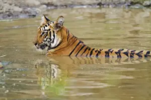 Images Dated 7th April 2010: Royal Bengal Tiger at the waterhole, Tadoba Andheri Tiger Reserve