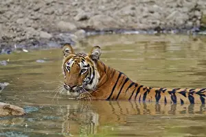 Royal Bengal Tiger at the waterhole, Tadoba Andheri Tiger Reserve