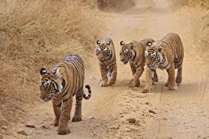 Bagh Prints: Royal Bengal Tigers
