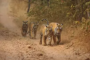 Bagh Prints: Royal Bengal Tigers on the move, Ranthambhor National Park, India