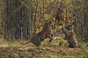 Mammals Prints: Royal Bengal Tigers, play fighting; Tadoba Andheri Tiger Reserve, India