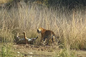 Royal Bengal Tigers playing, Ranthambhor National Park, India