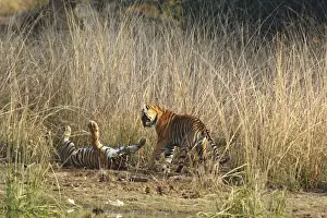 Bagh Prints: Royal Bengal Tigers playing, Ranthambhor National Park, India