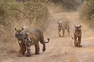 Images Dated 29th November 2007: Royal Bengal Tigers on the track, Ranthambhor National Park, India