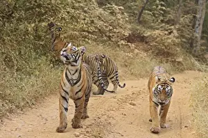 Bagh Prints: Royal Bengal Tigers on the track, Ranthambhor National Park, India