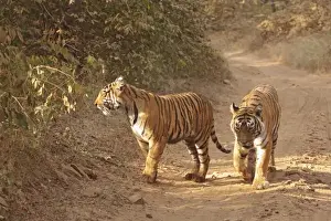 Images Dated 29th November 2007: Royal Bengal Tigers on the track, Ranthambhor National Park, India