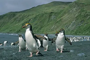 Royal Penguins (Eudyptes schlegelii) endemic, wild, Macquarie Island, sub-Antarctic Australia