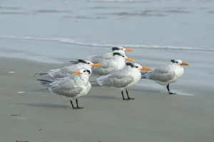 Tern Prints: Royal Tern, New Smyrna Beach, Florida, USA