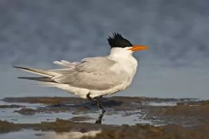 Images Dated 19th April 2008: Royal Tern (Sterna maxima) adult in breeding plumage on the Laguna Madre at South Padre Island