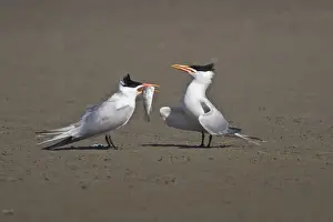 Images Dated 22nd April 2009: Royal Tern (Sterna maxima) adult pair in breeding plumage bonding for breeding