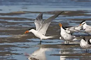 Bonding Prints: Royal Tern (Sterna maxima) adult pair in breeding plumage bonding for breeding