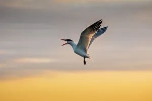 Cameron County Prints: Royal tern (Sterna maxima) calling