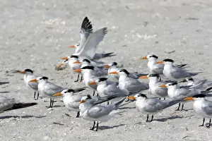 Images Dated 7th March 2008: Royal Terns on the beach at Sanibel Island on the Gulf Coast of Florida