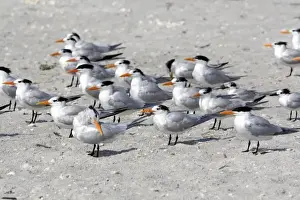 Tern Prints: Royal Terns on the beach in Sanibel Island on the Gulf Coast of Florida