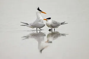 Migrating Prints: Royal terns in courtship display, South Padre Island, Texas