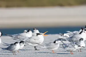 Tern Prints: Royal terns, Sterna maxima, at Fort De Soto Park in Pinellas County, Florida. Winter