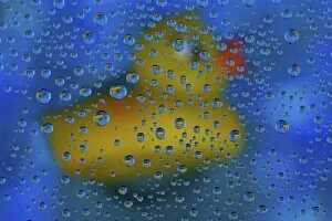 Images Dated 10th June 2005: Rubber Duck with dew drops