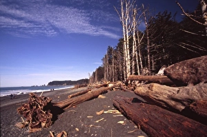 Drift Wood Prints: Ruby Beach, Olympic National Park, Washington, US