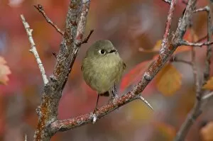 Images Dated 15th May 2007: Ruby-crowned Kinglet adult in Black Hawthorn, Grand Teton NP, Wyoming