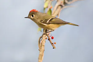 Images Dated 25th January 2021: Ruby-crowned Kinglet on limb