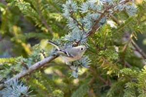 Perching Prints: Ruby-crowned Kinglet (Regulus calendula) immature in Blue Atlas Cedar, Marion County