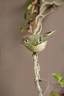 Hidalgo County Prints: Ruby-crowned kinglet (Regulus calendula) perched