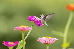Ruby-throated hummingbird