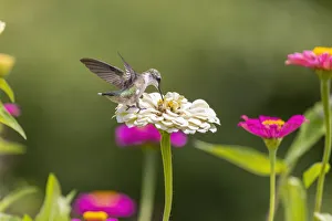 Images Dated 3rd March 2022: Ruby-throated hummingbird