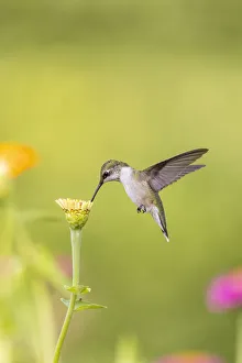 Images Dated 3rd March 2022: Ruby-throated hummingbird