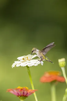 Images Dated 3rd March 2022: Ruby-throated hummingbird