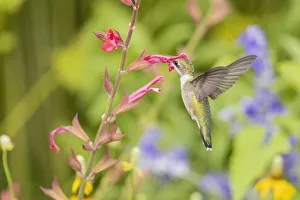 Ruby-throated hummingbird