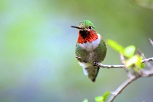 Images Dated 18th March 2015: A Ruby-throated Hummingbird (Archilochus colubris), one of the most common of the hummers