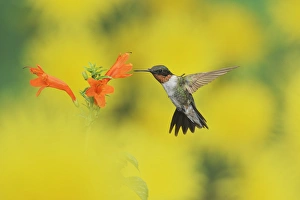 Ruby-throated Hummingbird (Archilochus colubris), male in flight feeding on Cape honeysuckle