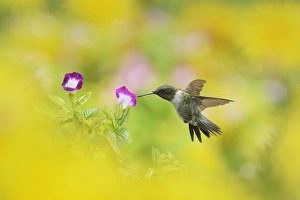Texas Prints: Ruby-throated Hummingbird (Archilochus colubris)