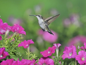 Texas Prints: Ruby-throated Hummingbird (Archilochus colubris)