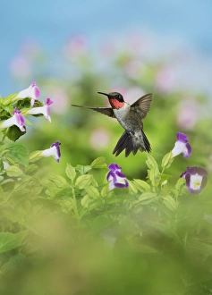 Texas Prints: Ruby-throated Hummingbird (Archilochus colubris)