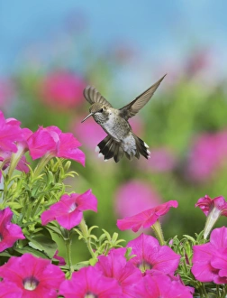 Ruby-throated Hummingbird (Archilochus colubris), young male in flight feeding on Petunia flowers