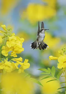 Ruby-throated Hummingbird (Archilochus colubris), female in flight feeding on Yellow bells