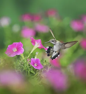 Vertebrate Prints: Ruby-throated Hummingbird (Archilochus colubris)