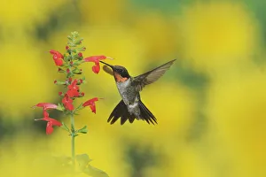 Ruby-throated Hummingbird (Archilochus colubris), male in flight feeding on Tropical Sage