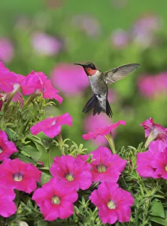 Ruby-throated Hummingbird (Archilochus colubris), male in flight feeding on Petunia flowers