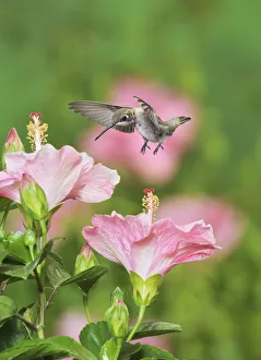 Ruby-throated Hummingbird (Archilochus colubris), young male in flight feeding on Hibiscus flower