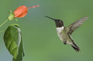 Images Dated 16th May 2006: Ruby-throated Hummingbird, Archilochus colubris, male in flight feeding on Turks Cap
