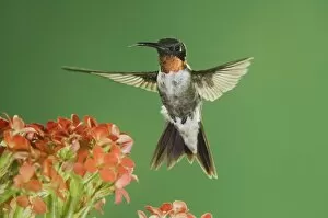 Images Dated 18th September 2005: Ruby-throated Hummingbird, Archilochus colubris, male in flight feeding on Kalanchoe Flower