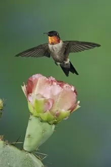 Images Dated 25th April 2006: Ruby-throated Hummingbird, Archilochus colubris, male in flight feeding on Texas