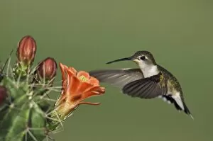 Images Dated 3rd April 2006: Ruby-throated Hummingbird, Archilochus colubris, female in flight feeding on Claret Cup Cactus
