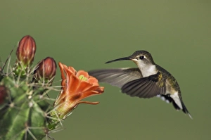 Images Dated 3rd April 2006: Ruby-throated Hummingbird, Archilochus colubris, female in flight feeding on Claret Cup Cactus