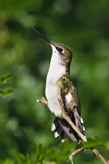 Images Dated 26th September 2008: Ruby-throated Hummingbird (Archilochus colubris) adult female perched in tree, south Texas