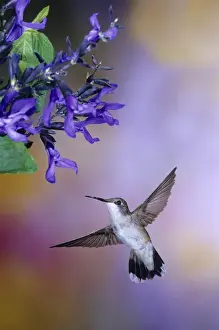 Ruby-throated Hummingbird (Archilochus colubris) on Black & Blue Salvia (Salvia guaranitica