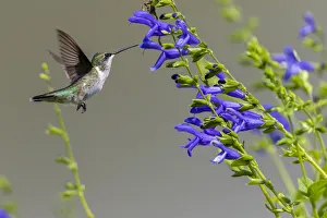 Images Dated 12th March 2021: Ruby-throated Hummingbird (Archilochus colubris) at Blue Ensign Salvia
